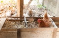 Mother Hen hatching eggs in nest