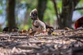 Mother hen and her baby Chickens pecking grain on ground. Chicks with their mom eating grain on ground Royalty Free Stock Photo