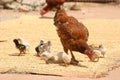 Madre gallina e suo pulcini 