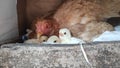 Mother hen and her chicks Royalty Free Stock Photo