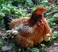 Mother hen with her chicks