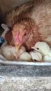 Mother hen and her chicks Royalty Free Stock Photo