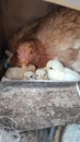 Mother hen and her chicks Royalty Free Stock Photo