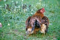 Mother hen hiding young chicks under her wings Royalty Free Stock Photo