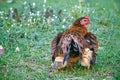 Mother hen hiding young chicks under her wings