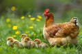 Mother hen with little chickens in a rural yard. Hen guides her brood of tiny chicks in green paddock Royalty Free Stock Photo