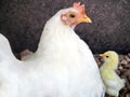 Mother Hen and a Newborn Baby Royalty Free Stock Photo