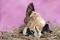 A mother hen is playing with her newly hatched babies while incubating her eggs. Royalty Free Stock Photo