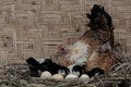A mother hen is playing with her newly hatched babies while incubating her eggs. Royalty Free Stock Photo