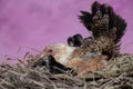 A mother hen is playing with her newly hatched babies while incubating her eggs. Royalty Free Stock Photo