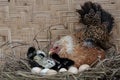 A mother hen is playing with her newly hatched babies while incubating her eggs. Royalty Free Stock Photo