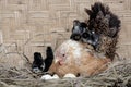 A mother hen is playing with her newly hatched babies while incubating her eggs. Royalty Free Stock Photo
