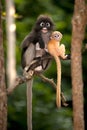 Mother and her baby monkeys are mischievous ( Presbytis obscura reid). Royalty Free Stock Photo