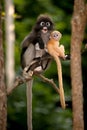 Mother and her baby monkeys are mischievous ( Presbytis obscura reid). Royalty Free Stock Photo