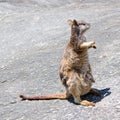 Mother and her baby Wallaby Royalty Free Stock Photo