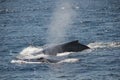 Mother with her baby whale child Royalty Free Stock Photo