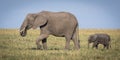 Grazing Elephants Royalty Free Stock Photo