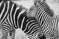 Zebra, Equus Quagga in the Zoo Blijdorp in the city Rotterdam in the summer in black and white.