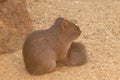 Mother and her one week old young Guinea Pig, Cavia aperea Royalty Free Stock Photo