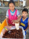 Exotic Fried Locust Sold in Mindanao island, Philippines