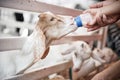 Mother holding child hand with milk feeding the goat Royalty Free Stock Photo