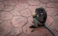 Mother holding orange baby dusky Monkey while sitting on red paved sidewalk