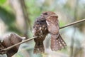 Mother holds her baby camouflage bird while day sleeping in the jungle, gould\'s frogmouth Royalty Free Stock Photo
