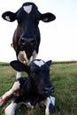 Holstein Cow stands behind her newborn wet calf Royalty Free Stock Photo