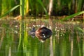 Mother Horned grebe is napping on the lake waters in summer