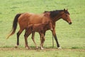 Mother horse Royalty Free Stock Photo