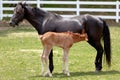 Mother horse with baby