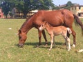 Mother horse and baby horse eatting