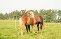 Mother horse and child foal grooming each other