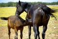 mother horse with colt Royalty Free Stock Photo