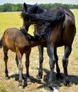 Mother horse with colt Royalty Free Stock Photo