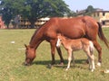 Mother horse eatting baby not eat Royalty Free Stock Photo