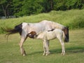 Mother Horse Feeding her Foal, Baby in Countryside, Farming Royalty Free Stock Photo