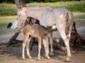 Mother Horse Feeding her Foal, Baby in Countryside, Farming Royalty Free Stock Photo