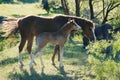 Mother horse and foal grazing on the green meadow in the daylight Royalty Free Stock Photo