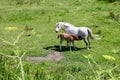 Mother horse with a lactating brown foal