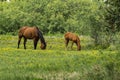 Mother Horse Grazing on Yellow Flowers with Foal Royalty Free Stock Photo