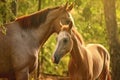 mother horse grooming her foal with a loving nuzzle