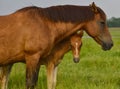 Mother horse and her baby colt in summer Royalty Free Stock Photo