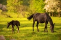 Mother horse with her foal grazing on a spring green pasture against a background of green forest in the setting sun Royalty Free Stock Photo