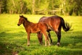 Mother horse with her foal grazing on a spring green pasture against a background of green forest in the setting sun Royalty Free Stock Photo