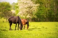 Mother horse with her foal grazing on a spring green pasture against a background of green forest in the setting sun Royalty Free Stock Photo