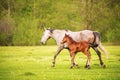 Mother horse with her foal grazing on a spring green pasture against a background of green forest in the setting sun Royalty Free Stock Photo