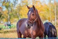 Mother horse and her little foal, closeup portrait close-up Royalty Free Stock Photo