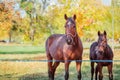 Mother horse and her little foal, closeup portrait close-up Royalty Free Stock Photo