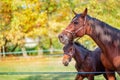 Mother horse and her little foal, closeup portrait close-up Royalty Free Stock Photo